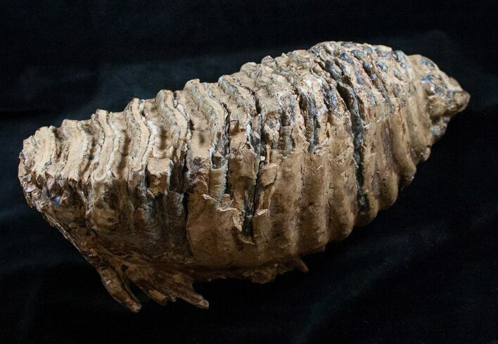 Huge Mammoth Molar - Ural Mountains #13633